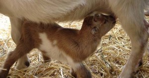 Joel Salatin nursing